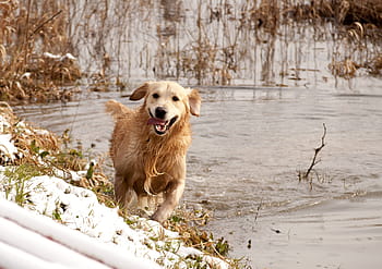 golden retriever dewasa, golden, lab, retriever, happy, dog, pet, running, air, outdoor, berkembang biak