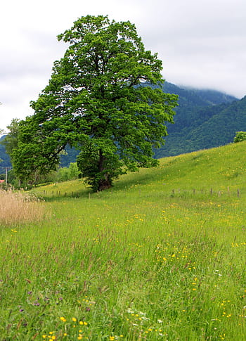Tree, Nature, Meadow, individually, pasture, green, still life, flora, green color, field, cloud - sky