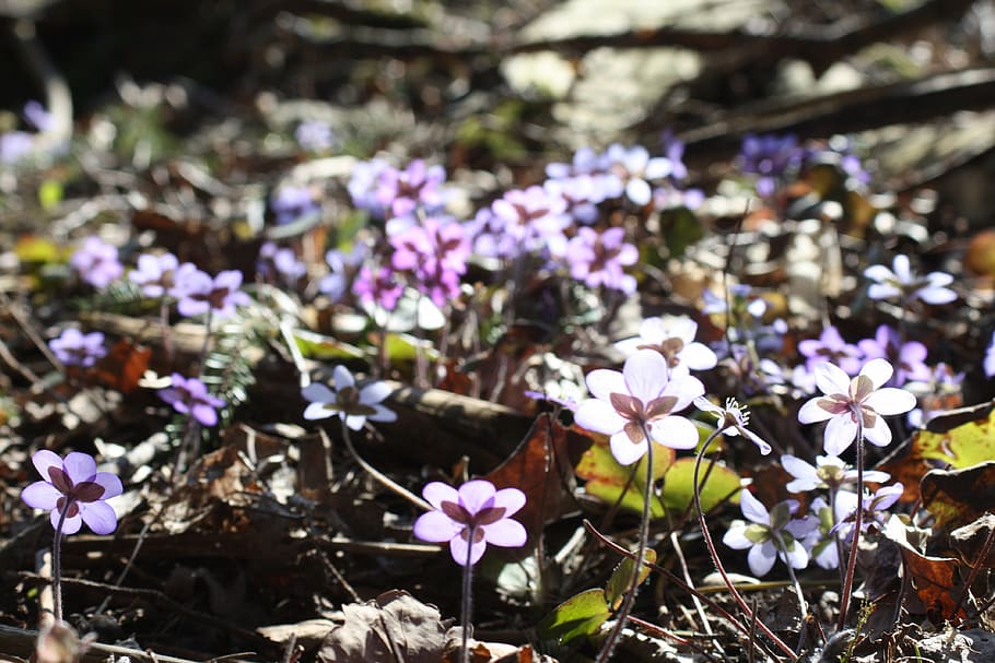 hepatica, rostlina, květ, jaro, jarní rostlina