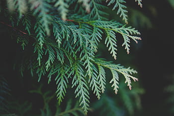 selectief, focus, groen, doorbladerd, bomen, blad, fabriek, dichtbij, foto, natuur, vervagen