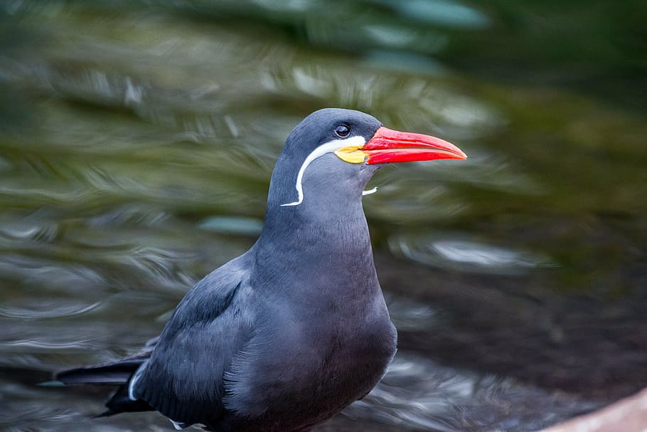 inca tern, csér, tengerparti madár, madár, víz, egy állat, vadon élő állatok, állati témák, állati vadvilág, nem ember, nap