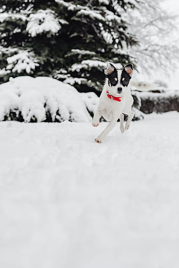 pequeño, perros, invierno, jugar, diversión, nieve, gracioso, animales, mascotas, lindo, blanco