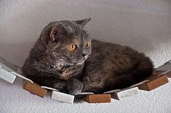cat, suspension bridge, lying, animal, selkirk rex, british shorthair, pet, domestic cat, wall, cat wall