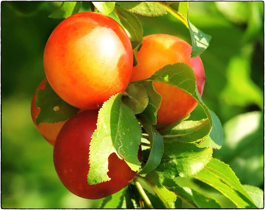 mirabelle, fruit, wild plum, vitamins, fruity, fruits