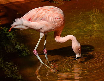 fenicottero, corpo, acqua, uccello, trampolieri, rosa, fenicottero cileno, grazioso, natura, piume, colorato