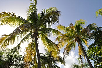 green, coconut trees, white, clouds, blue, sky, daytime, beach, west indies, sea, holiday