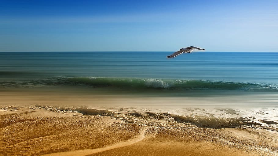 flying, white, bird, rippling, body, water, shoreline, sea, vacancy, sand, seagull