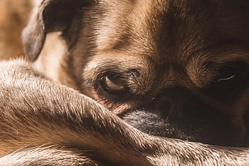 zaostřovací fotografie, dospělý plavá pug, hnědý, mopslík, Pes, zvíře, domácí zvíře, domácí mazlíčci, jednoho zvířete, zvířat, domácí zvířata