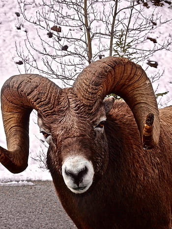 big horn sheep, ram, wildlife, mountain, horned, head, canada, sheep, big, horn, wild