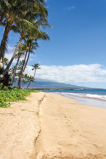 fénykép, tengerpart, mellett, pálmafák, strand, tenyér, hawaii, maui, tájkép, homok, tenger