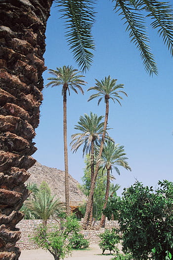 Oasis, Desert, Vegetation, Source, desert, vegetation, watering hole, palm trees, scan kb dia, palm Tree, sky, blue