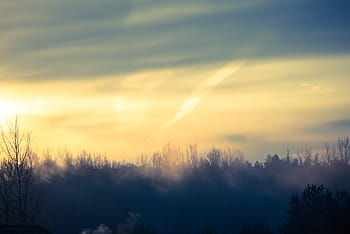 trees, golden, hour, foggy, forest, sunrise, morning, sky, nature, landscape, fog
