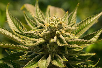 detailní fotografie, zelená, listová rostlina, konopí, hrnec, plevel, marihuana, lék, rostlina, přírodní, bylina