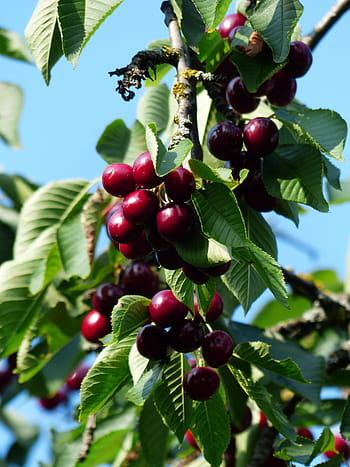cherry, sweet cherry, red, fruit, healthy, leaves, branch, summer, delicious, fruity, bird cherry
