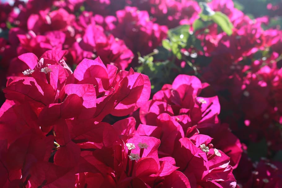 pink, flowers, background, tropical, botanical, blossom, spring, bloom, natural, floral, petal