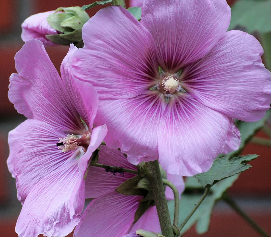 Stock rose, dítě růže, alcea rosea, althaea rosea, hollyhock, topolová růže, stock růžová zahrada, květ, sléz, Příroda, zahrada