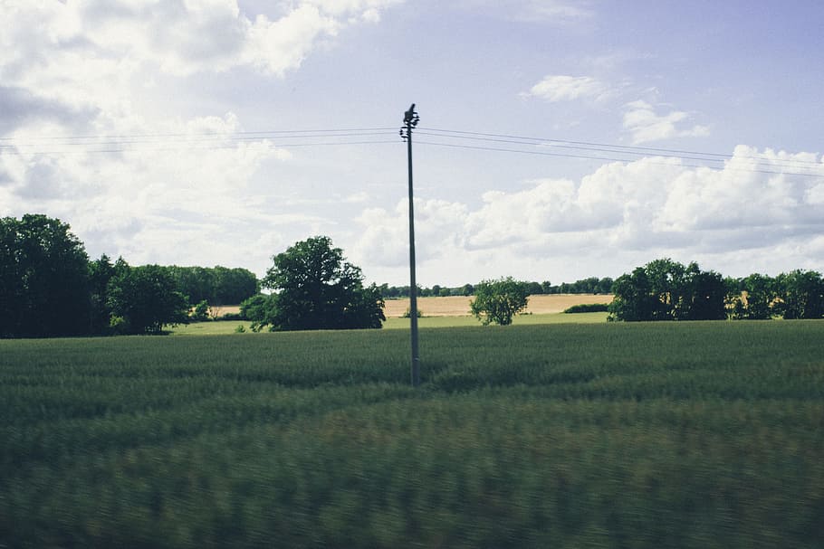 sloup i, na, pole, elektrický, pól, krajina, cestovní místa, Příroda, venkovské scény, tráva, venku