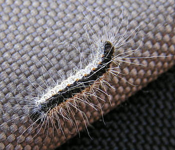 oak processionary caterpillar, -, Oak processionary, processionary Caterpillar, Thaumetopoea processionea, bug, caterpillar, crawly, photos, insect, moth