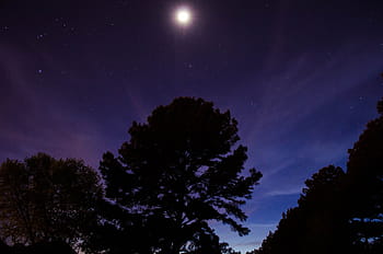 tree, night time, silhouette, trees, night, moon, stars, cloud, sky, dark, evening