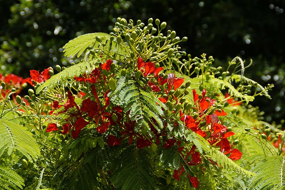 flamboyant, tree, flourishing tree, tropical, tropics, red, bright, close, detail, flowers, blossom