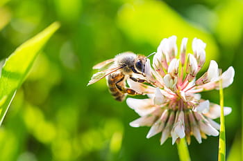 作業、 白、 クローバーの花、 閉じる、 蜂、 ホワイトクローバー、 花、 動物、 緑、 ミツバチ、 自然