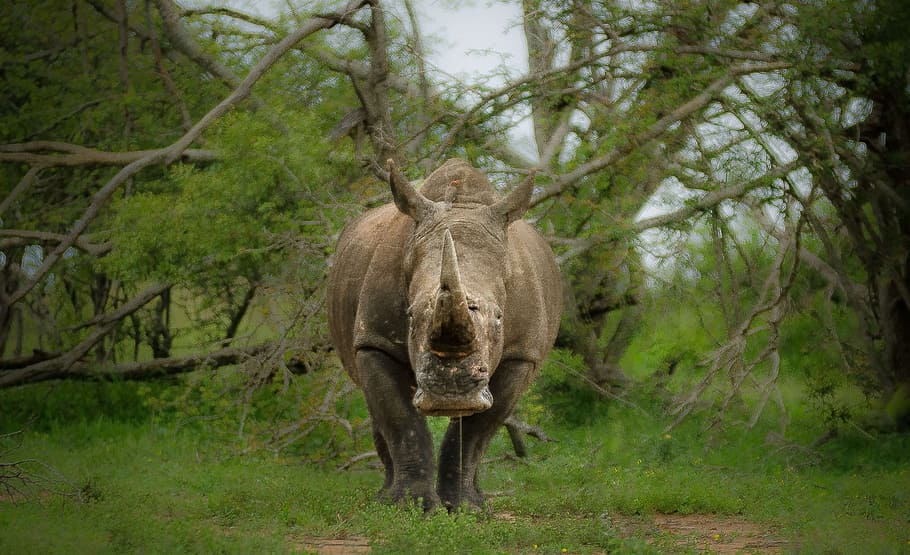 gray, rhino, standing, green, trees, daytime, rhinoceros, large, full, endangered, poaching