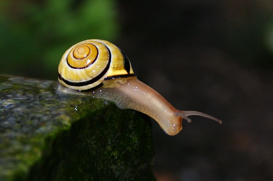 Snail, Shell, Filler, Close, Mollusk, snail, shell, snail shells, reptile, nature, crawl, one animal