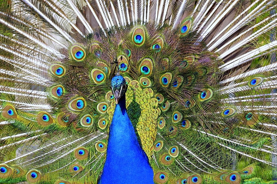 peacock, tail, directly, the front of the, eye, pen, color, park, dashing, gorgeous, flat