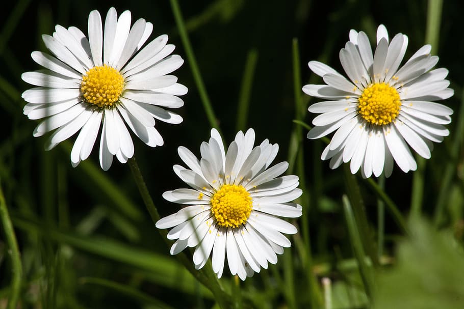meadow, daisy, bellis philosophy, tausendschön, monatsroeserl, m p, little daisy, flowering plant, the asteraceae family, asteraceae, herbaceous plant