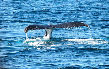 whale's tale flapping, whale, ocean, marine, maritime, sea, sea mammal, splash, blue, sea life, humpback Whale