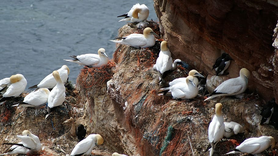 hejno racka, helgoland, severní gannet, hnízdo, pták, líhnutí, plemeno, Severní moře, mořský ostrov, sítí, znečištění
