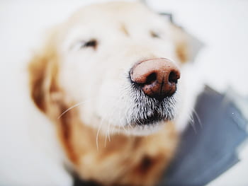 dog, animal, snout, nose, golden retriever, pet