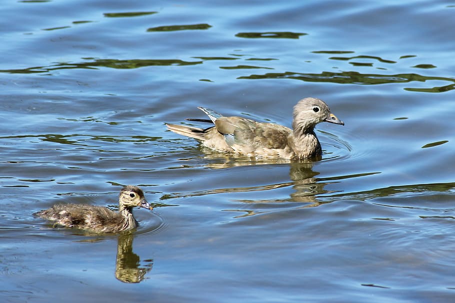 gadwall, kachna, kuře, voda, jezero, Příroda, vodní pták