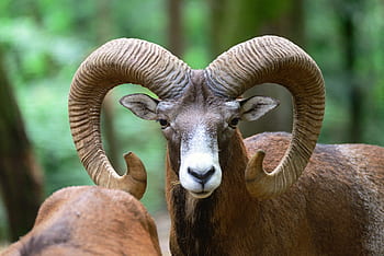 mouflon, aries, animal, deer park, wildlife park, horns