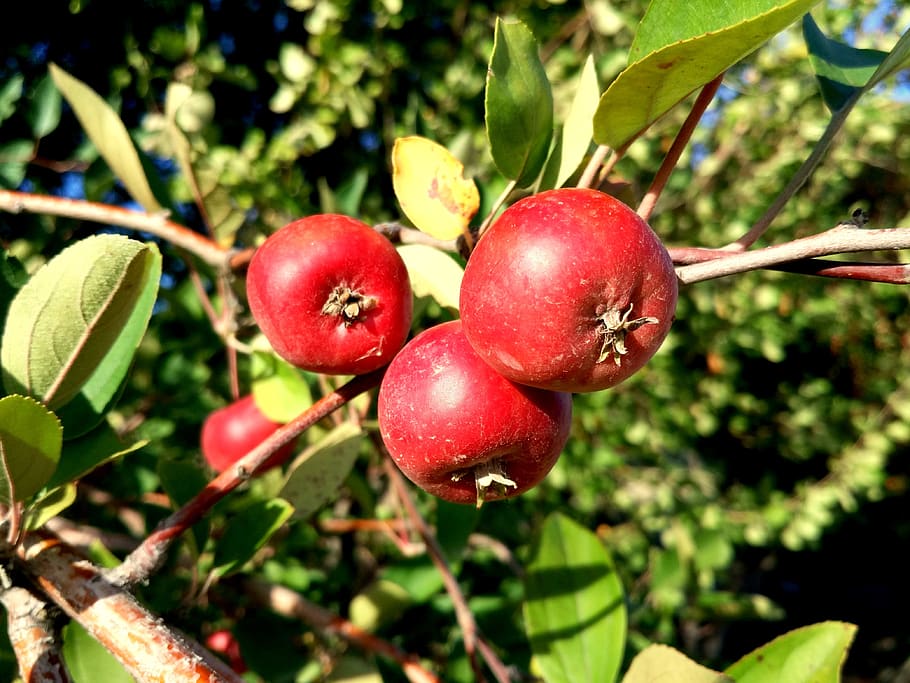 hawthorn, wild fruits, tree, autumn, campus