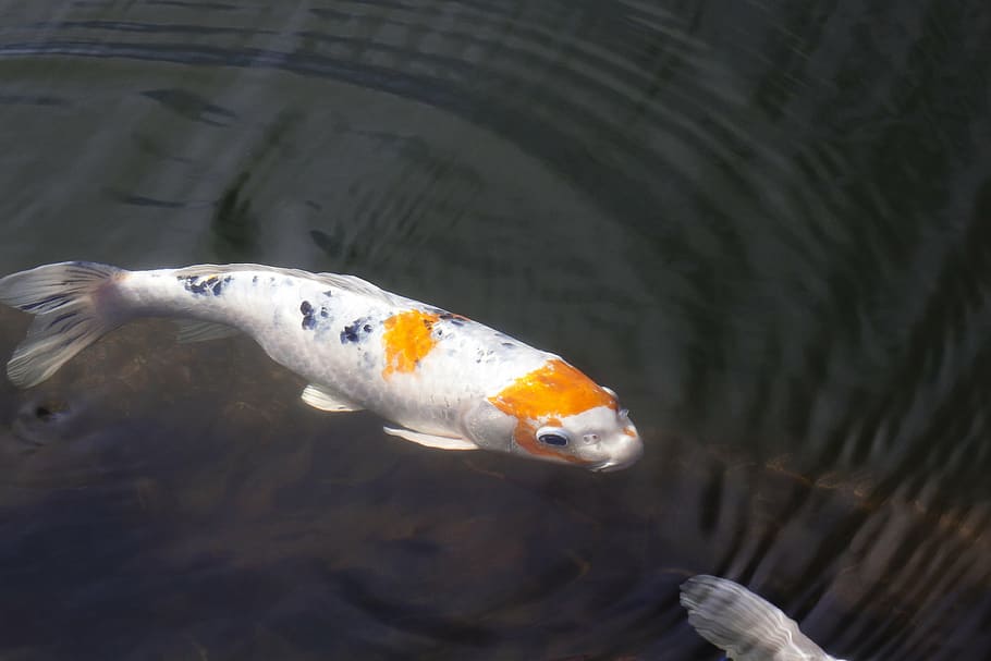 bílý, oranžový, Ryba, brokátový kapr, koi, kapr, plavat, rybník, voda, Černá, žlutá