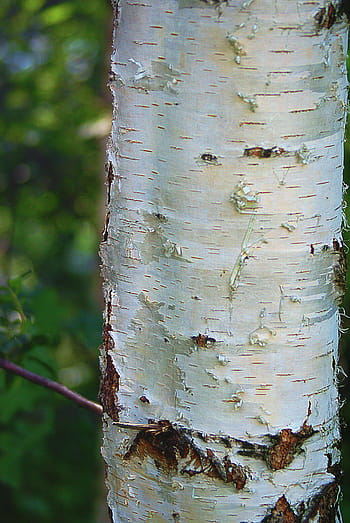 birk, bagagerum, birkstamme, barken, hvid, plante, natur, revner, prikker, træ, uskyld