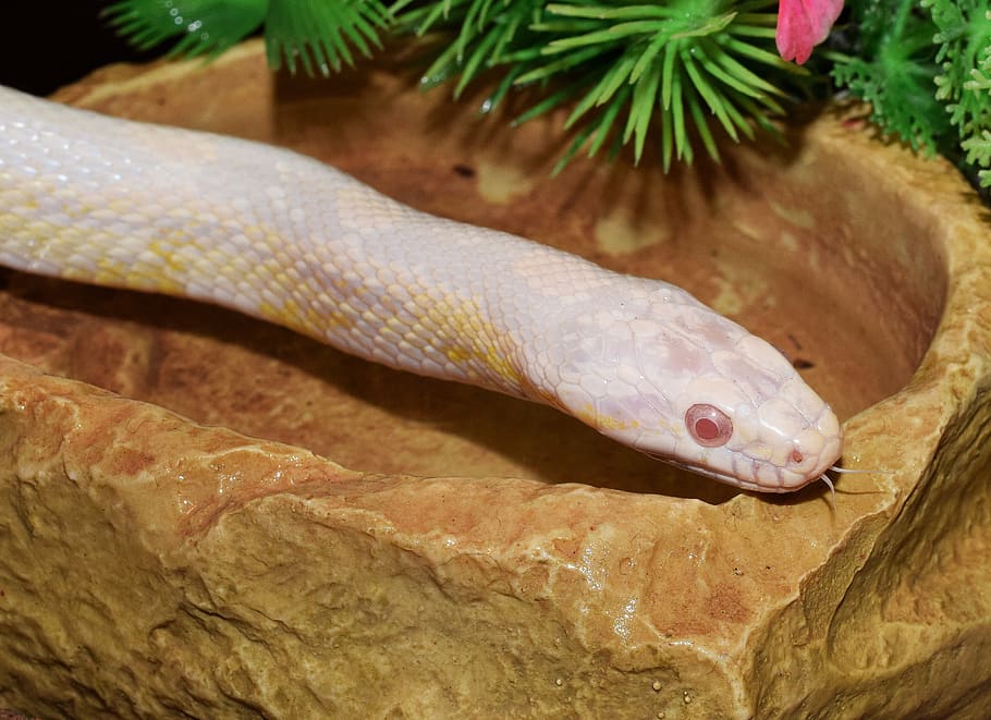 corn snake, snakehead, snake, terrarium, head, eye, close up, scale, animal world, tongue, non toxic