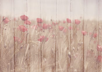 landscape photography, flowers, background image, klatschmohn, wood, structure, texture, field of flowers, rustic, translucent, on top of it