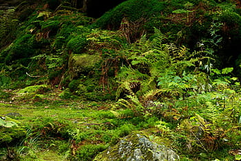 green leaf plant, background, environment, floor, flora, foliage, forest, fresh, green, ground, growth