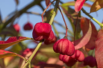 vřeteno, euonymus europaeus, pfaff copings, kněz mysu perl, strom rozlití, strom vřetena, fortunei, toxický, Červené, Příroda, rostlina