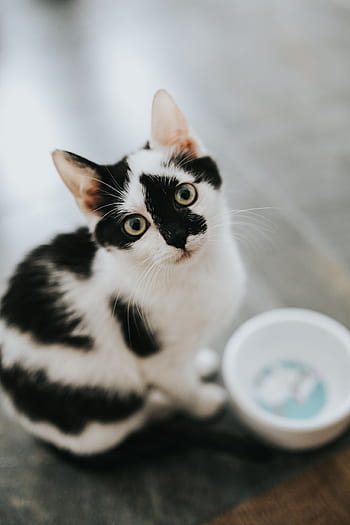 mascota, gato, gato blanco, gatito, lindo, blanco