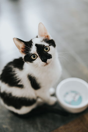 かわいい白キティ、 かわいい、 白、 キティ、 ペット、 猫、 白猫、 子猫、 飼い猫、 動物、 ネコ科の動物