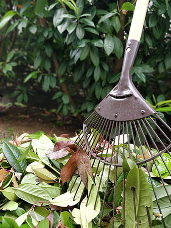 gardening, leaves, rake, shrub