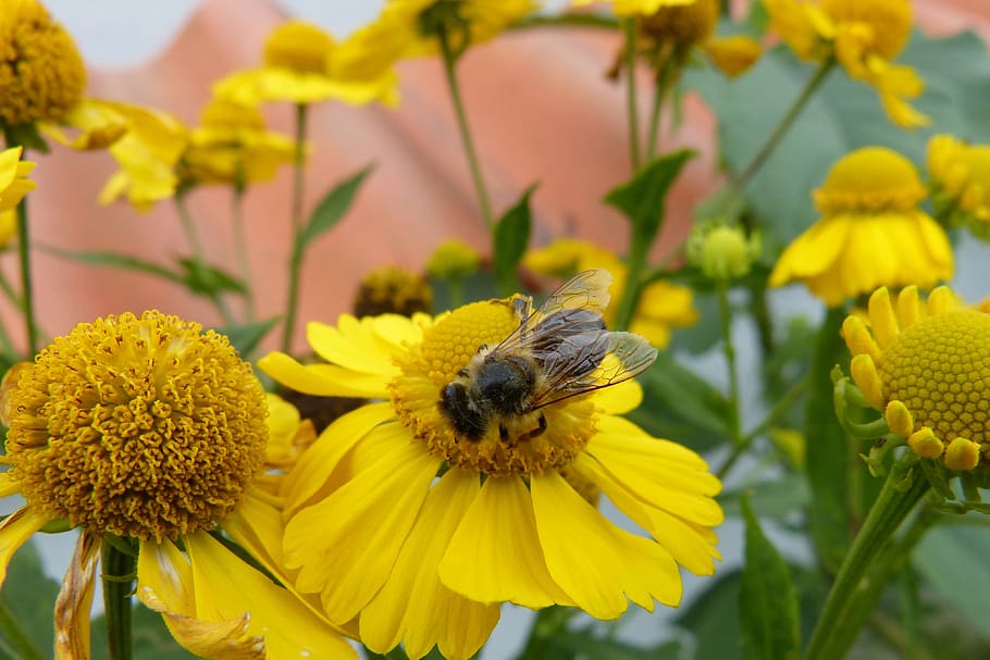 slunce vaří, včela, květiny, rostlina, žlutá, helenium, hmyz