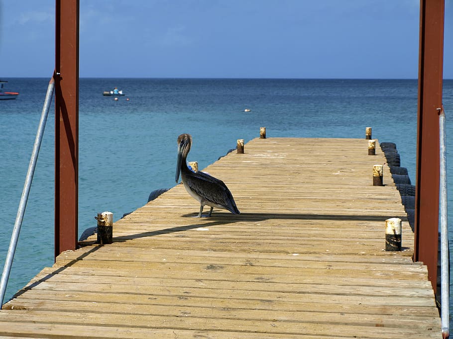 pelikan, moře, curacao, westpunt, web, rybářského přístavu, karibský, tyrkysový, vodní pták, seevogel, hnědý pelikán