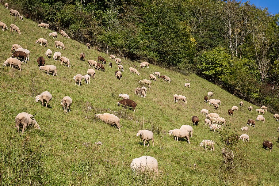 sheep, flock of sheep, pasture, schäfer, wool, flock, sheep's wool, swabian alb