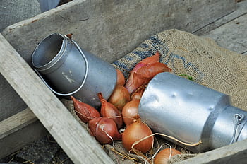 onions, milk pot, wheelbarrow, farm, kitchen, dishes, bread, eat, food, recipe, gastronomy
