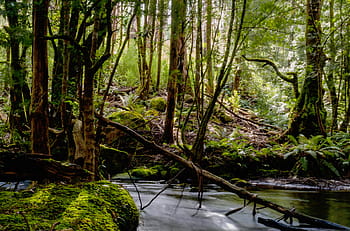 river, brown, green, trees, daytime, nature, forest, leaves, sunlight, woods, water