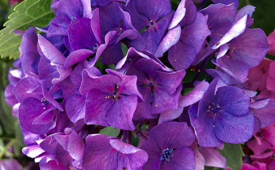 květ, hortenzie, Příroda, květinový, zahrada, letní, jaro, okvětní lístek, kytice, kvetoucí, hortensia